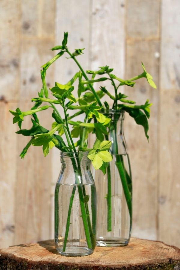 Glazen Melkfles 250ml 60x140mm - 24 st