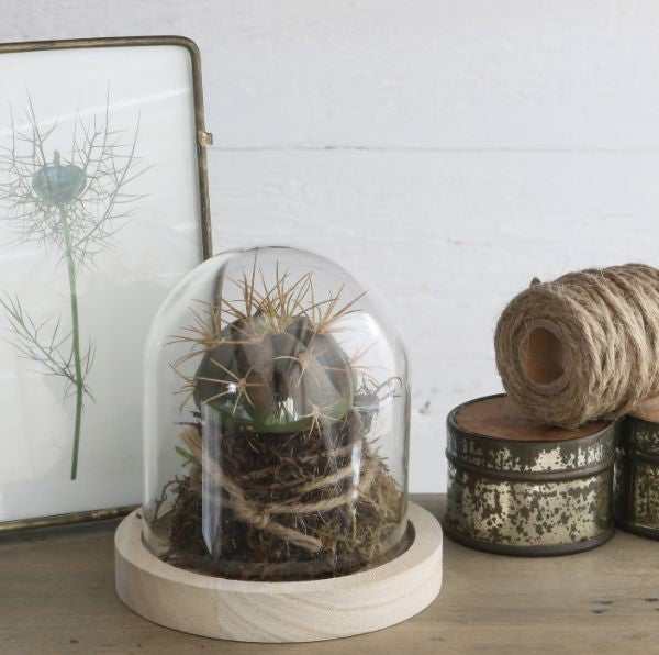 Glazen Stolp met houten voet Ø100 mm H.100 mm - 1 st.