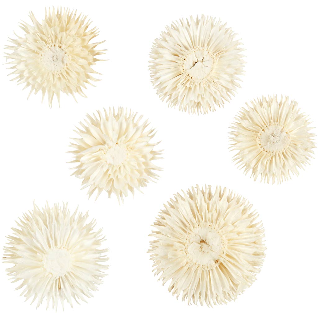 Dried flower heads, D: 3