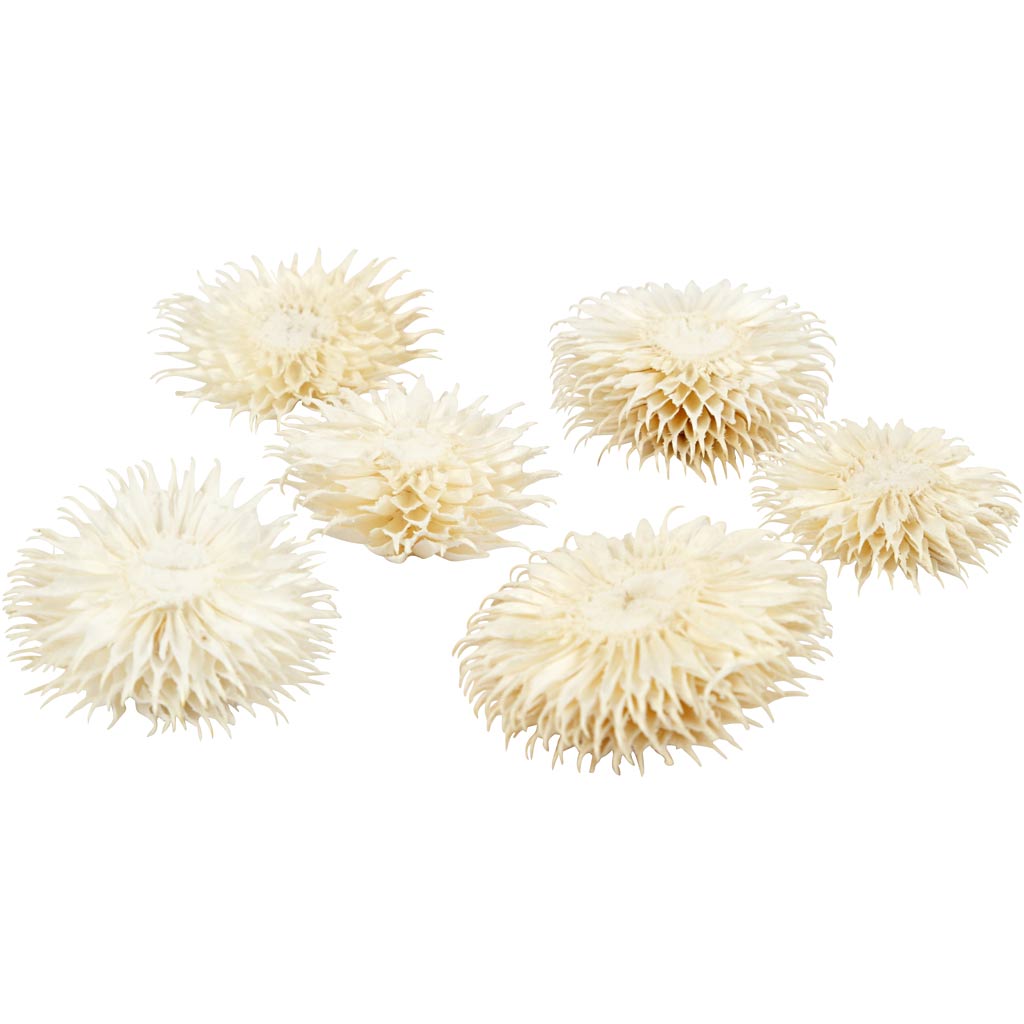 Gedroogde bloemen, d: 3-5 cm - 6 st