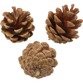 Dennenappels 40 mm - 60 st