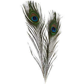 Pauwenveren, L: 25-30 cm - 10 st