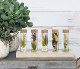 Glazen buisjes Ø3cm 5 buisjes op houten plankje - 6 st