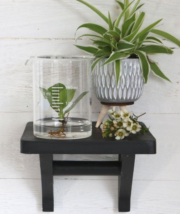 Glazen Laboratorium Cilinder 90x110mm - 1 st