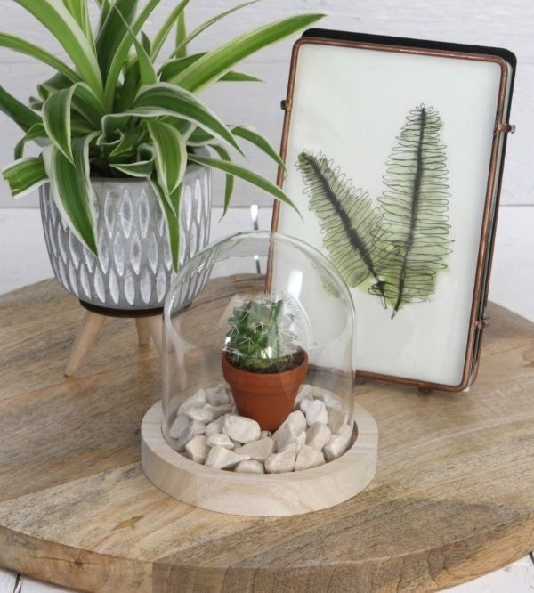 Glazen Stolp met houten voet Ø100 mm H.100 mm - 1 st.