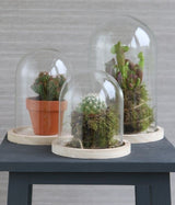 Glazen Stolp met houten voet Ø140 mm H.210 mm - 1 st.