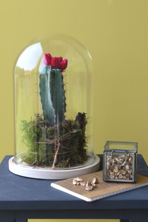 Glazen Stolp met houten voet Ø170 mm H.250 mm - 1 st.