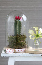 Glazen Stolp met houten voet Ø170 mm H.250 mm - 1 st.