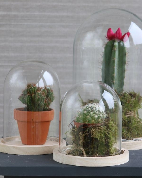 Glazen Stolp met houten voet Ø170 mm H.250 mm - 1 st.