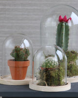 Glazen Stolp met houten voet Ø170 mm H.250 mm - 1 st.