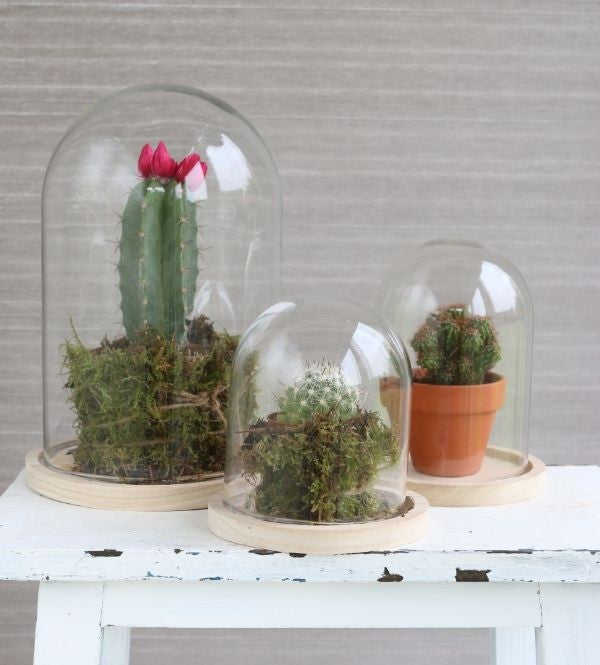 Glazen Stolp met houten voet Ø120 mm H.160 mm - 1 st.