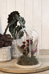 Glazen Stolp met houten voet Ø170 mm H.250 mm - 1 st.