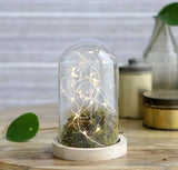 Glazen Stolp met houten voet Ø100 mm H.150 mm - 1 st.