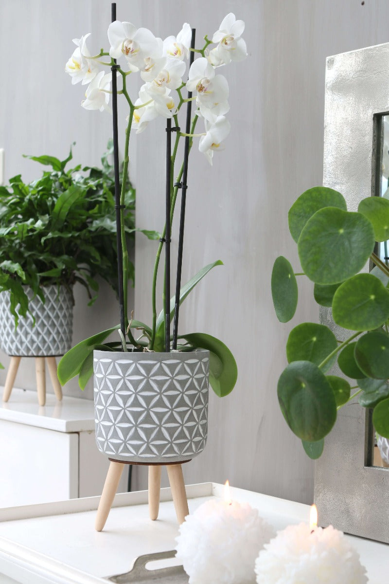 Plantenpot Cement met houten poten 21,5cm hoog - 6 st