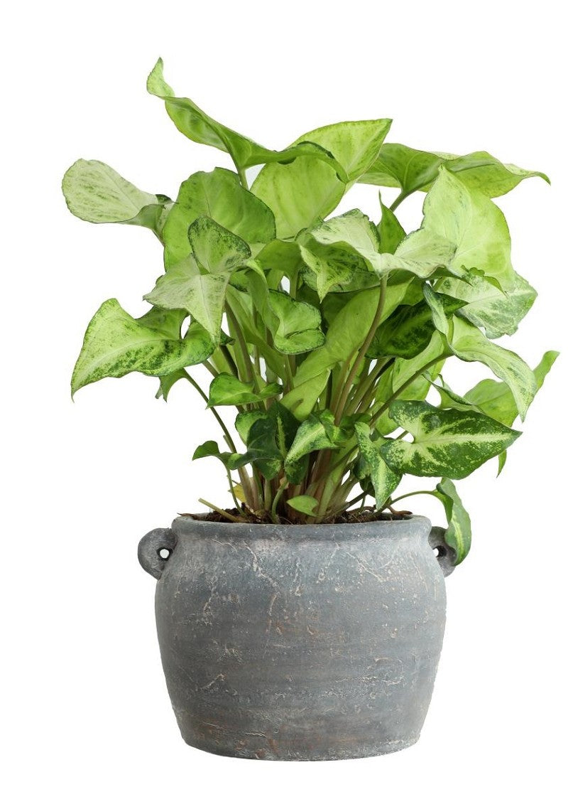 Amphora pot 100x82x65 mm - 6 stuks