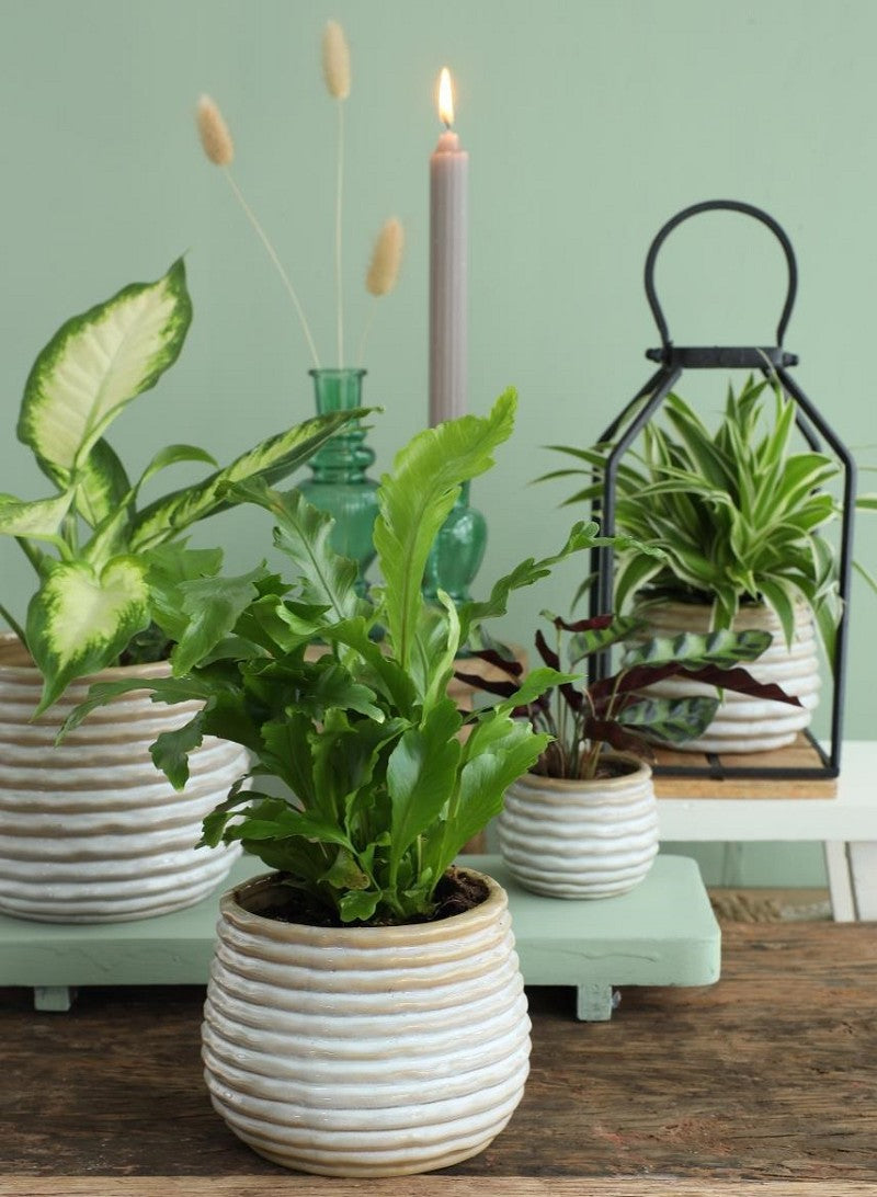 Pot Rise creme Ø100 x h: 135 mm - 6 stuks