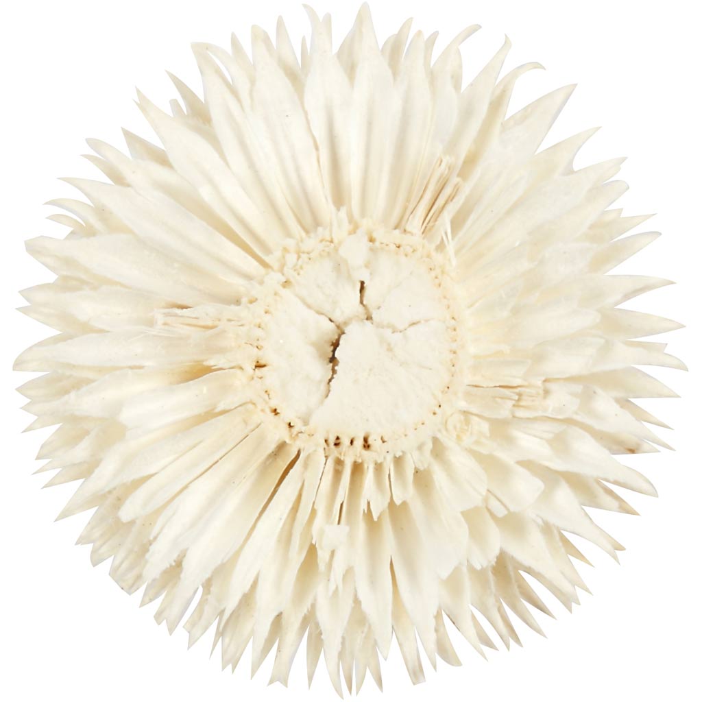 Gedroogde bloemen, d: 3-5 cm - 6 st