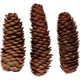 Abies cone 40mm 