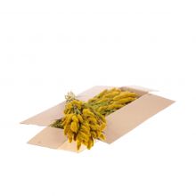 Gedroogde Bloemen Geel Setarea - 1 bundel