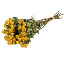 Droogbloemen rozen vertakt natuurlijk geel - 1 bundel