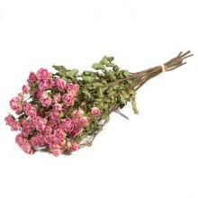 Droogbloemen rozen vertakt natuurlijk rosa - 1 bundel