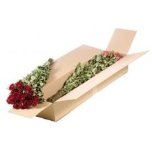 Droogbloemen rozen vertakt natuurlijk rood - 1 bundel