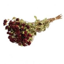 Droogbloemen rozen vertakt natuurlijk dk rood - 1 bundel