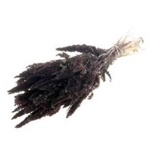 Amaranthus deep brown - 1 bundel