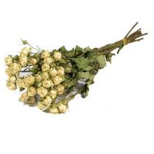 Droogbloemen rozen vertakt natuurlijk wit - 1 bundel